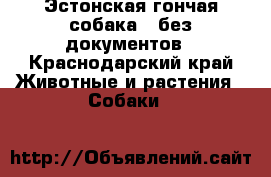 Эстонская гончая собака , без документов - Краснодарский край Животные и растения » Собаки   